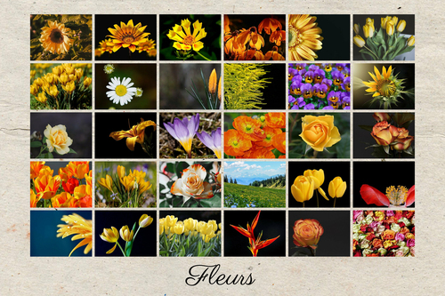 Créez votre collage de fleurs personnalisé avec texte